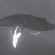 Una ballena jorobada macho con pene “en exhibición”